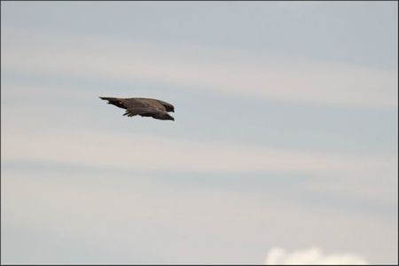 lulu vautour Aragon pique 251011