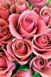 bouquet_de_roses