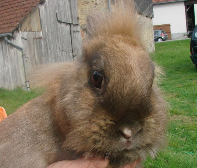 lapin 3