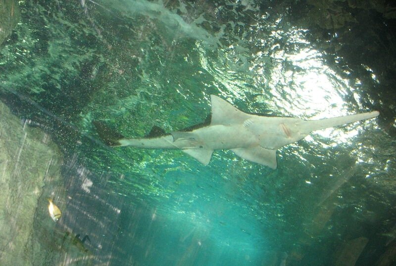 La Rochelle, aquarium, requin scie (17)