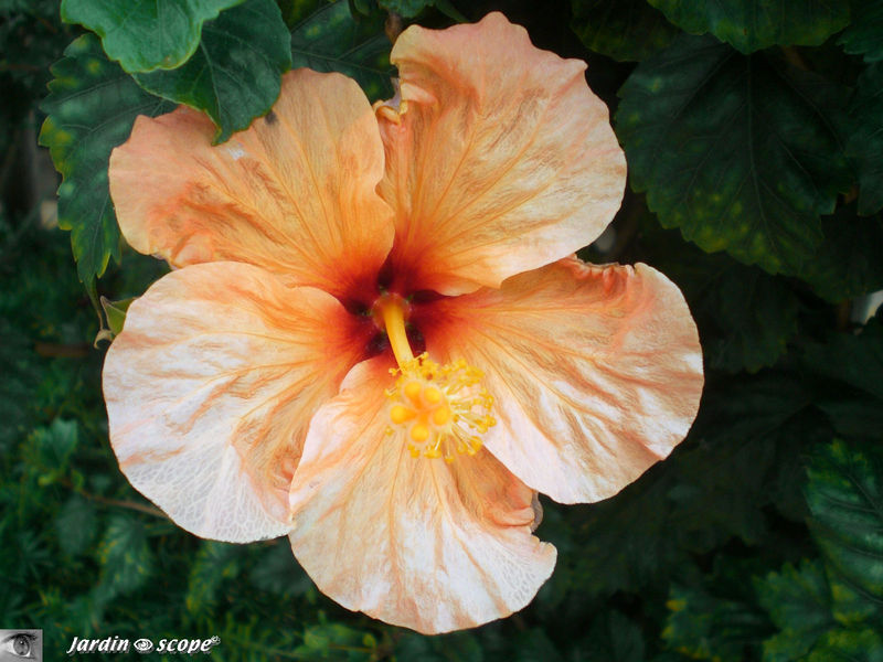 8881-Hibiscus