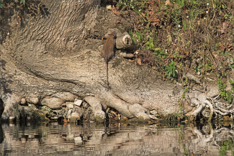 rat 3 300819
