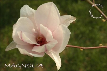 Magnolia_P_ques_2009_3