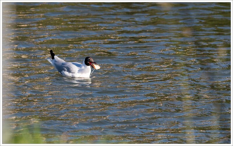 ville mouette rieuse pain 060216 1