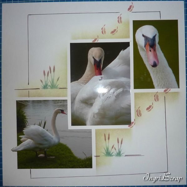 cygne2