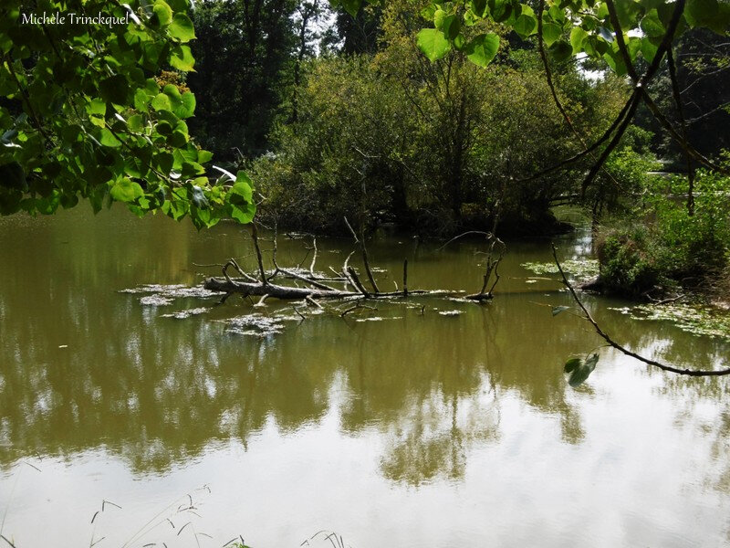 Etangs des Gravières 300818