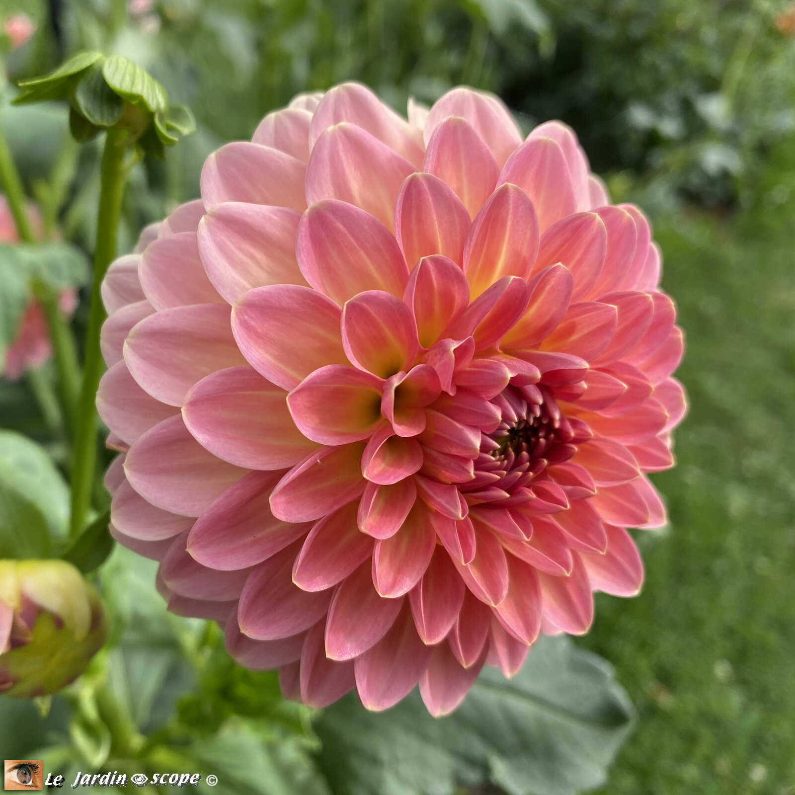 Dahlia-Hillcrest-Suffusion