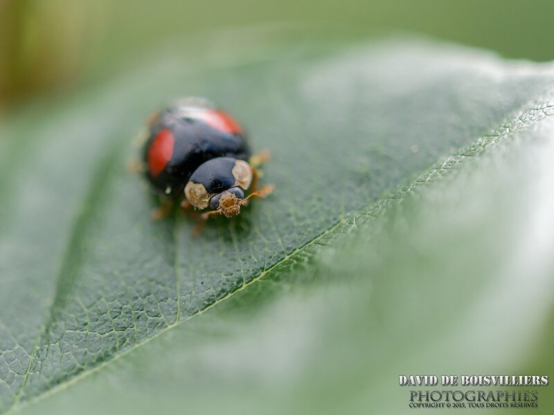 Coccinelle asiatique (Harmonia axyridis)