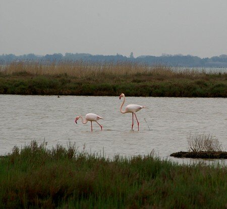 flamants_roses_mauguio