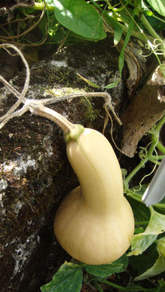 courge_butternut_1