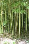 Bambous de chine