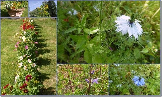 jardin 22 juillet 20191