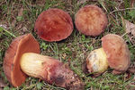 Bolet_de_Quelet