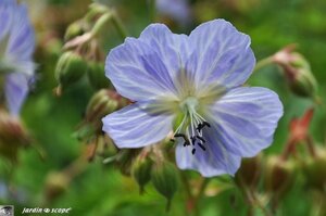Jardin-François-0032