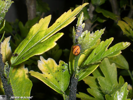 larves_de_cocci