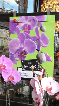19_09_orchidee_Le_Bec