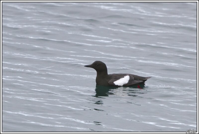 Guillemot à miroir