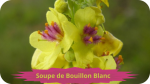 22 MOLENE(4)Soupe de Bouillon Blanc-modified