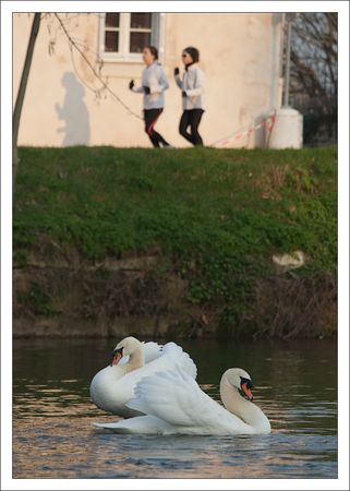 bioville_QM_cygnes_joggueuses