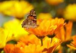 butterfly-yellow-insect-nature-65255