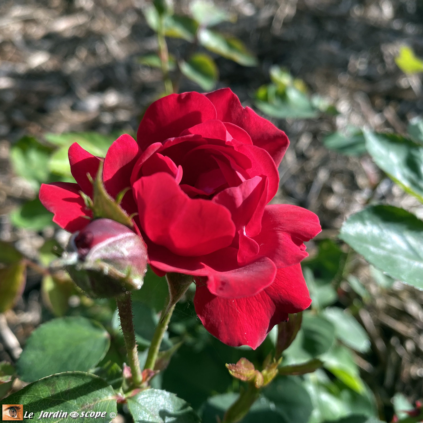 Rosa 'Prestige de Bellegarde®'