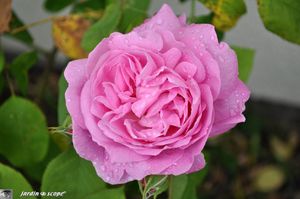 Rosier-Winchester-rose