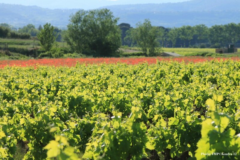 Photos JMP © Koufra12 - St Bauzille - 10 mai 2015 - 00177 - 001