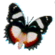 papillons2029