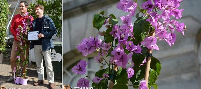 Catégorie-plante-grimpante-2