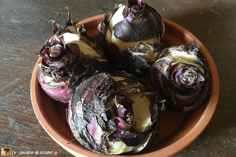 Jacinthes-de-bretagne-bulbes