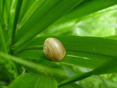 escargot