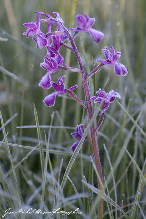 2012_05_17_Anacamptis_laxiflora_01