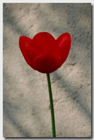 tulipe_rouge