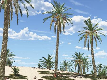 Infographiste 3D paysage 3D artist landscape date palm Phoenix dactylifera