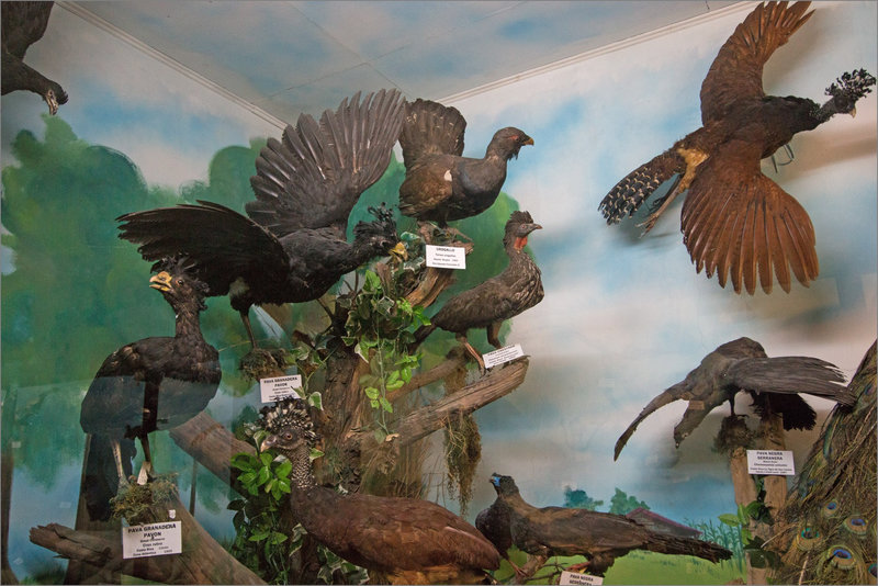 CR 13 San Jose musée sciences 2015 8