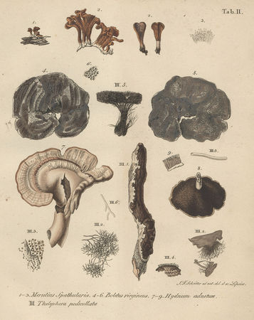 schweinitz_plate
