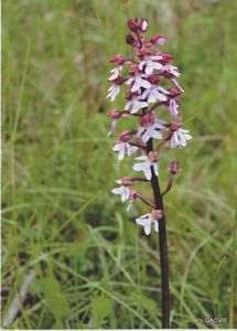 Orchidée Pourpre