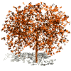 arbre_feuilles_d_automne