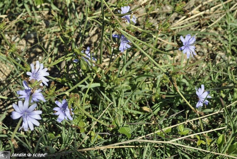 Chicorée sauvage • Cichorium intybus • Asteraceae
