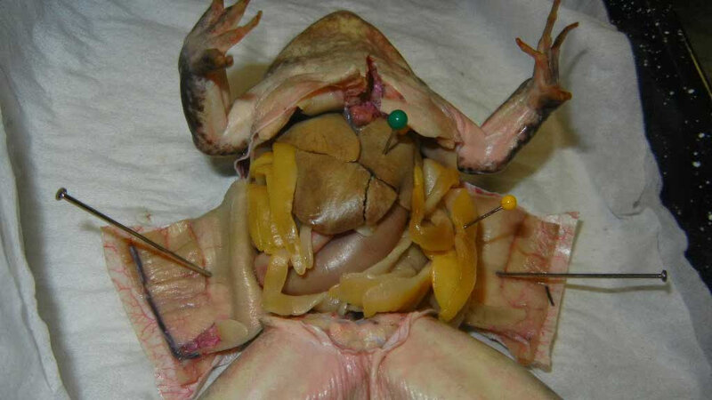 dissect_frog_liver