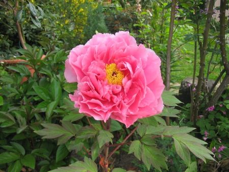 med_pivoine_arbustive_visoflora_7818