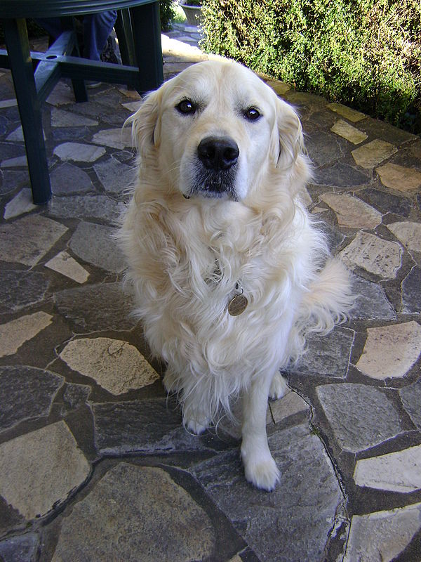 tobi2008
