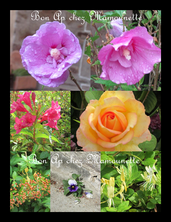 fleurs du jardin