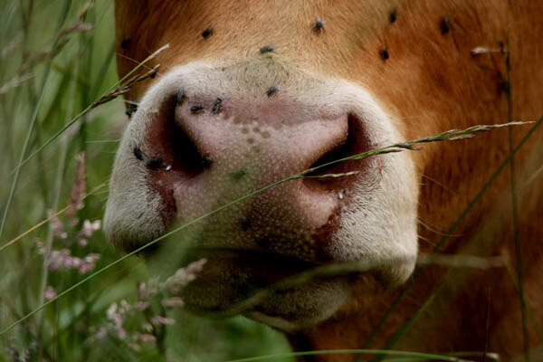 vache-a