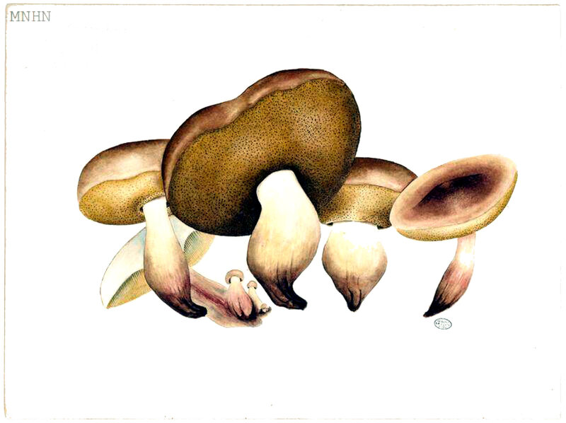 30 Boletus candicans vieux b