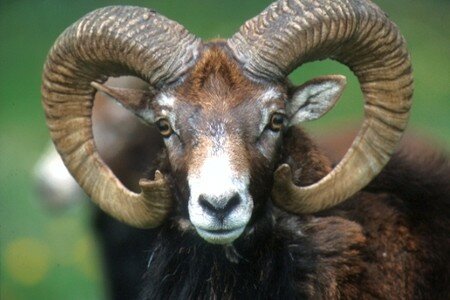 96__Mouflon_de_Corse