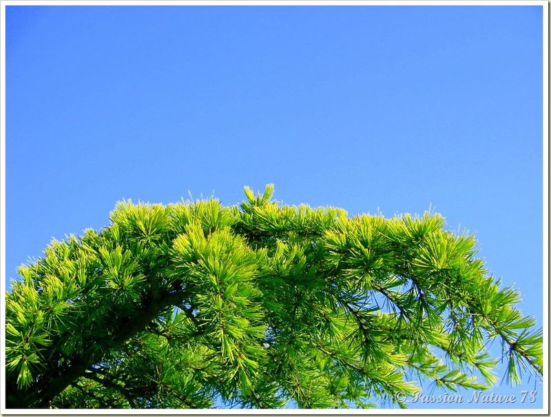 Mon jardin sous un autre angle (5) 