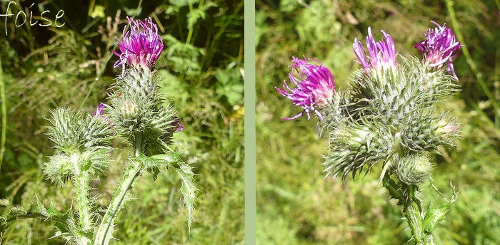involucre glabre ou un peu aranéeux à folioles toutes linéaires dressées faiblement épineuses fleurs purpurines