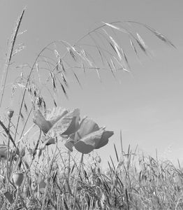 le coquelicot (93)