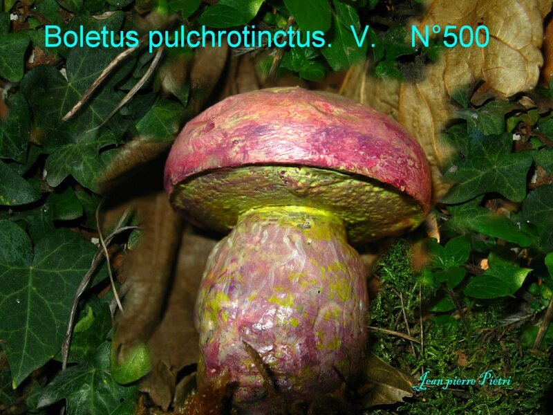 Boletus pulchrotinctus